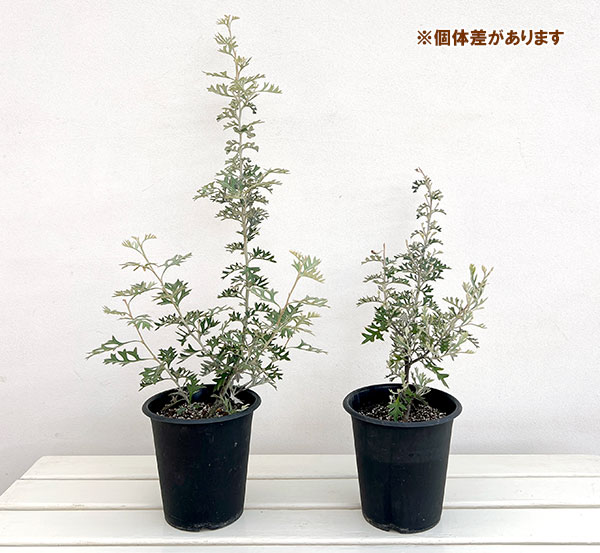 グレビレア:ロックグレビレア5号鉢植え