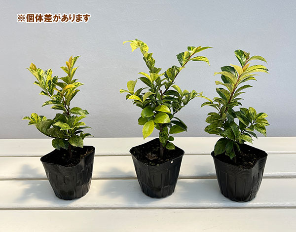 ヒサカキ:イエローモトル3号ポット樹高30cm