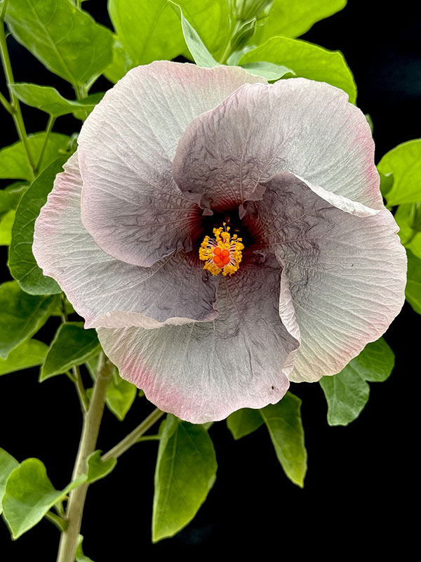 ハイビスカス：魔性の宴 4.5号鉢植え