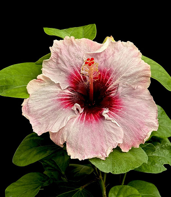 ハイビスカス：ミーオーマイオー 4.5号鉢植え