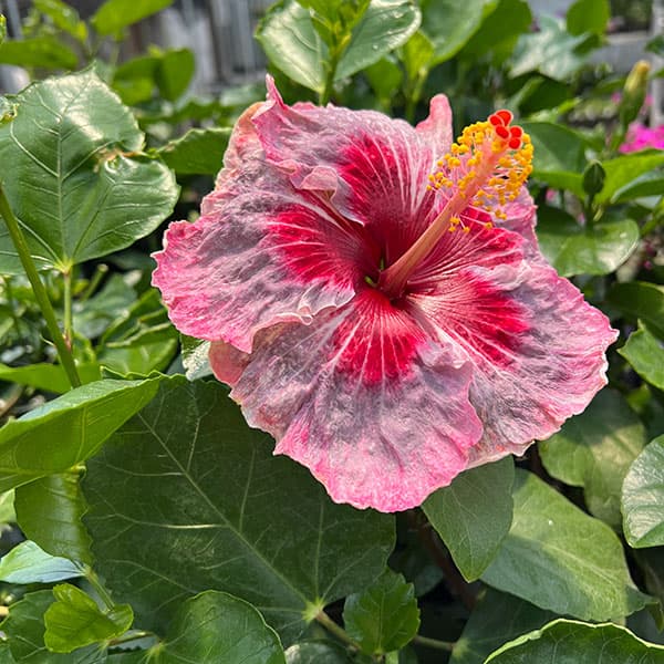 ハイビスカス:ミーオーマイオー 4.5号ポット植え