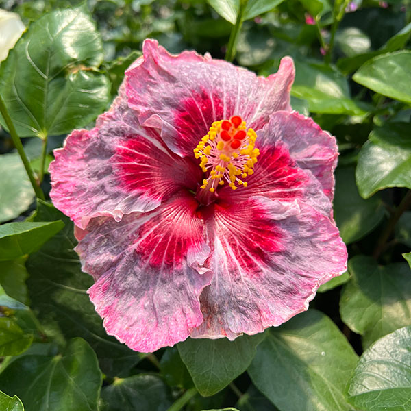 園芸ネット本店｜ハイビスカス：ミーオーマイオー 4.5号ポット植え の