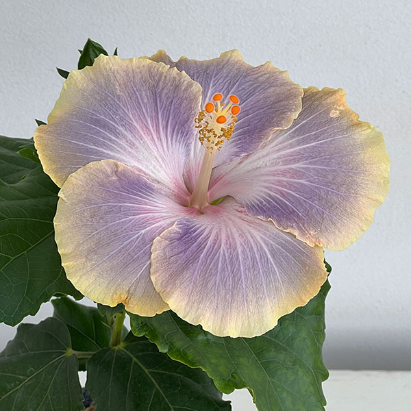 園芸ネット本店｜ハイビスカス：オーロラ 4.5号ポット植え の通販【公式】