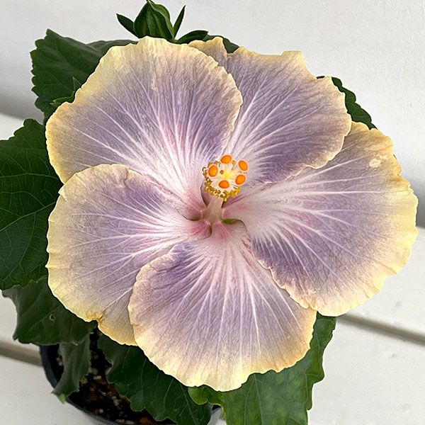 園芸ネット本店｜ハイビスカス：オーロラ 4.5号ポット植え の通販【公式】