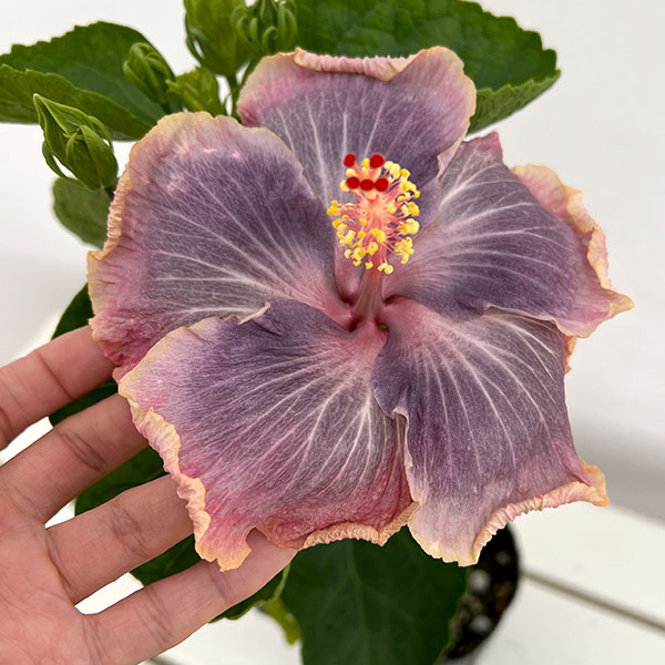 園芸ネット本店｜ハイビスカス：アイスケイブ 4.5号ポット植え の通販