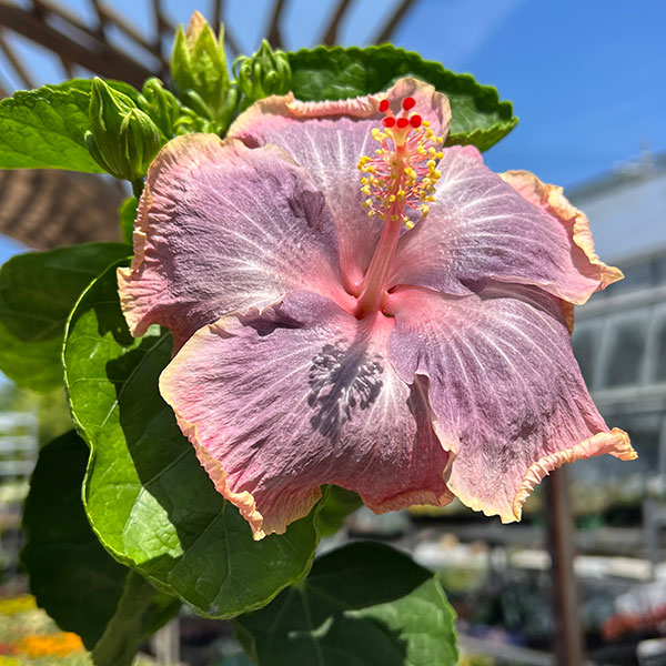 園芸ネット本店｜ハイビスカス：アイスケイブ 4.5号鉢植え の通販【公式】
