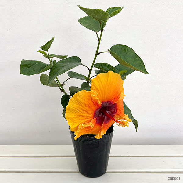 園芸ネット本店｜ハイビスカス：サンキング 4.5号ポット植え の通販