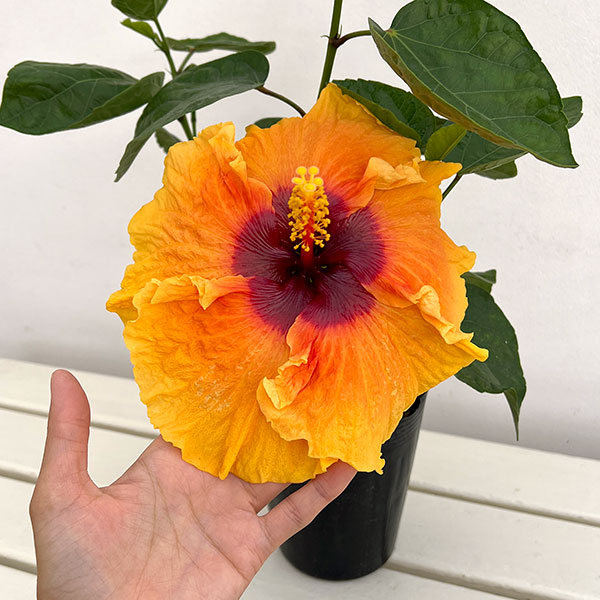 園芸ネット本店｜ハイビスカス：サンキング 4.5号ポット植え の通販