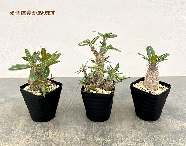 パキポディウム:ロスラーツムカクチペス3.5号鉢入り*