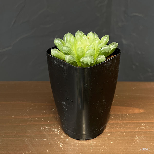 ハオルチア:オブツーサ(キサンタ) 2.5号鉢植え