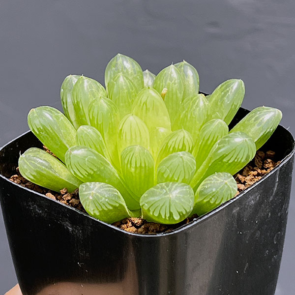 ハオルチア:オブツーサ(キサンタ) 2.5号鉢植え