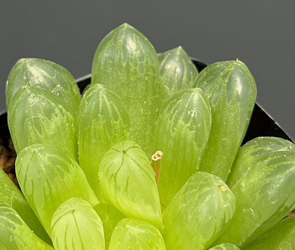 ハオルチア:オブツーサ(キサンタ) 2.5号鉢植え