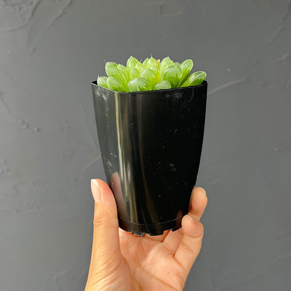 ハオルチア:オブツーサ(キサンタ) 2.5号鉢植え