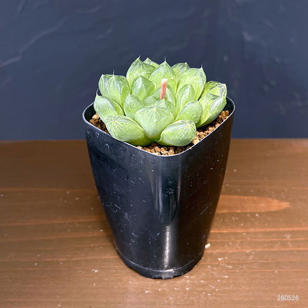 ハオルチア:マリン×オラソニー(実生カキコ) 2.5号鉢植え
