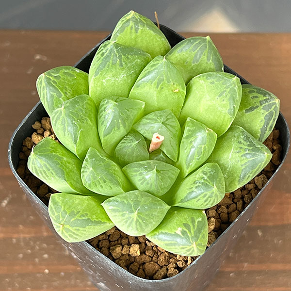 ハオルチア:マリン×オラソニー(実生カキコ) 2.5号鉢植え