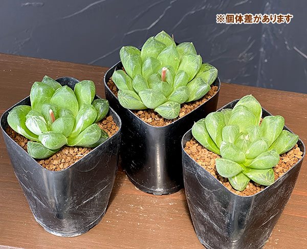 ハオルチア:マリン×オラソニー(実生カキコ) 2.5号鉢植え