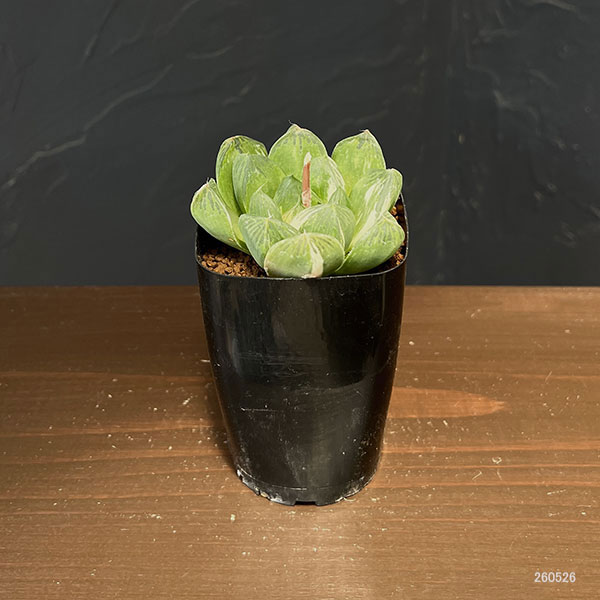 ハオルチア:マックス 2.5号鉢植え