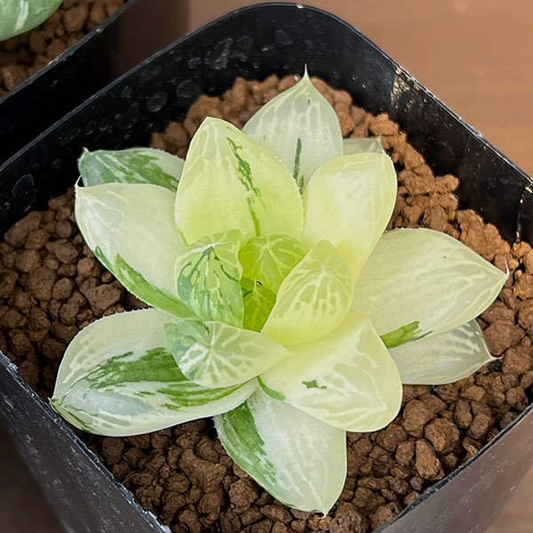 ハオルチア:マックス 2.5号鉢植え