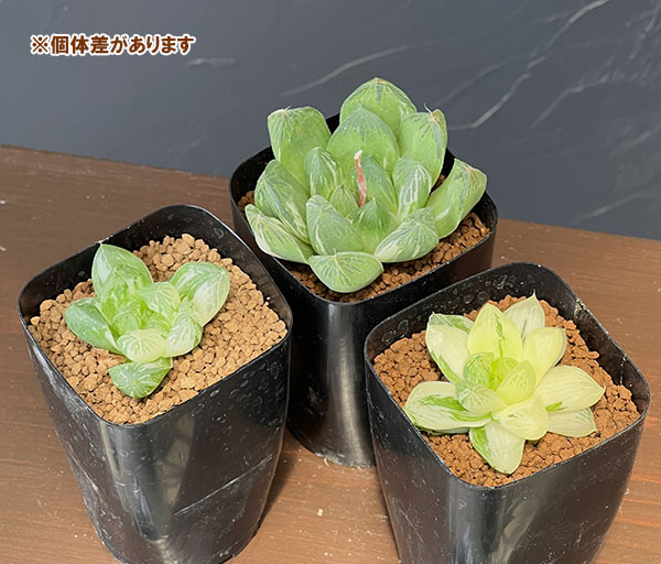 ハオルチア:マックス 2.5号鉢植え