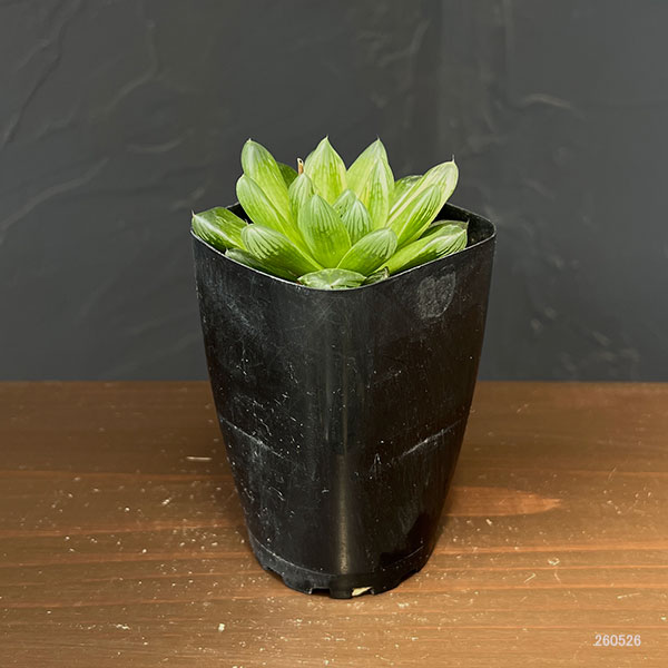 ハオルチア：コモモ　2.5号鉢植え