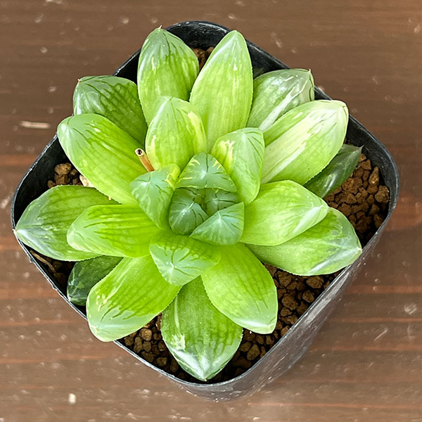 ハオルチア：コモモ　2.5号鉢植え