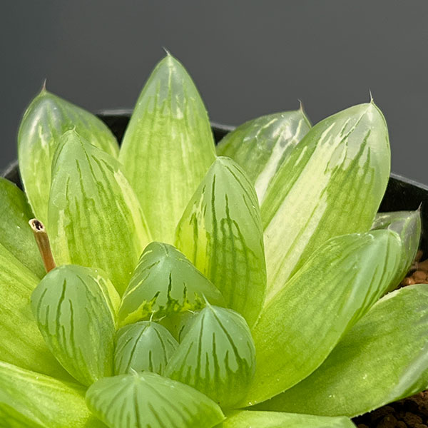 ハオルチア：コモモ　2.5号鉢植え