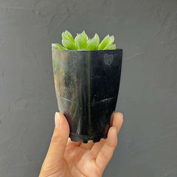 ハオルチア：コモモ　2.5号鉢植え