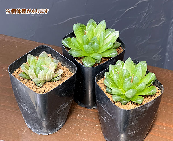 ハオルチア：コモモ　2.5号鉢植え