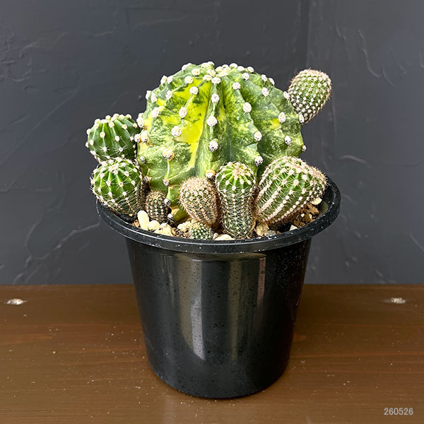 サボテン:エキノプシス 世界の図 5号鉢植え