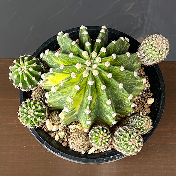 サボテン:エキノプシス 世界の図 5号鉢植え