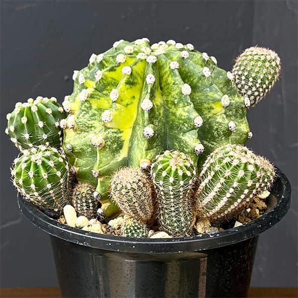 サボテン:エキノプシス 世界の図 5号鉢植え