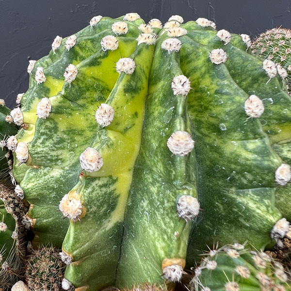 サボテン:エキノプシス 世界の図 5号鉢植え