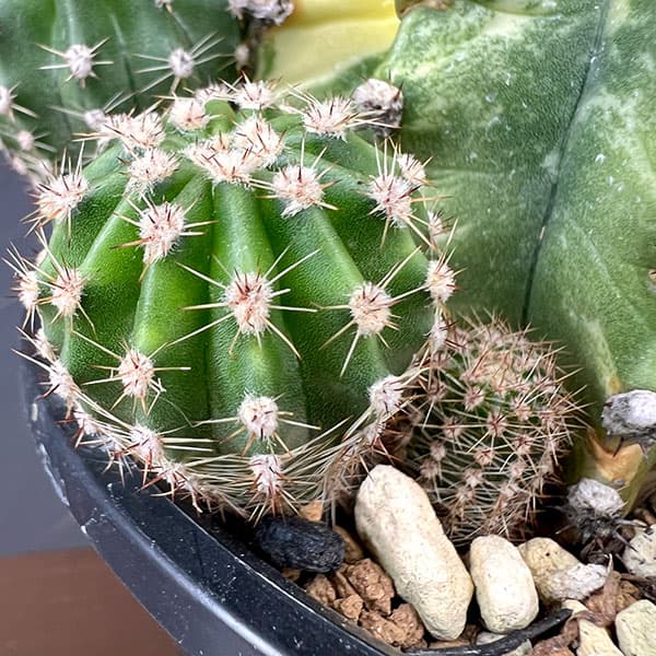 サボテン:エキノプシス 世界の図 5号鉢植え