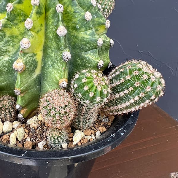 サボテン:エキノプシス 世界の図 5号鉢植え