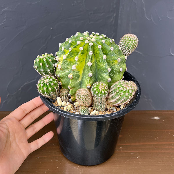 サボテン:エキノプシス 世界の図 5号鉢植え