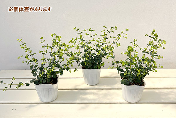 花オレガノ:アメジストフォールズ3号ポット 6株セット