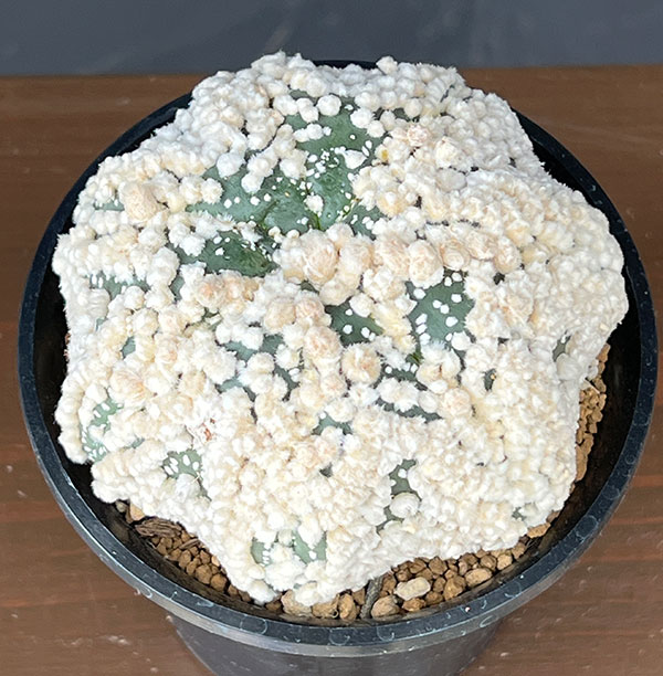 アストロフィツム:スーパー花園カブト 3.5号