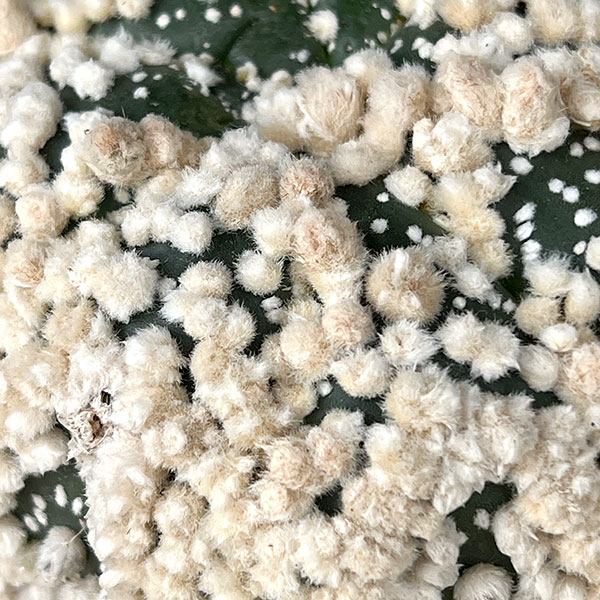 アストロフィツム:スーパー花園カブト 3.5号