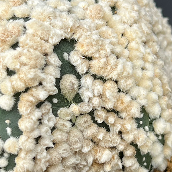 アストロフィツム:スーパー花園カブト 3.5号