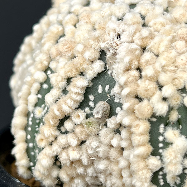 アストロフィツム:スーパー花園カブト 3.5号
