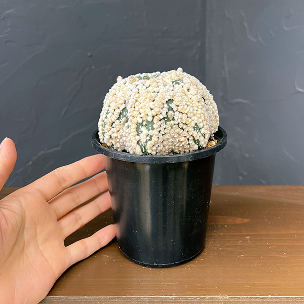 アストロフィツム:スーパー花園カブト 3.5号