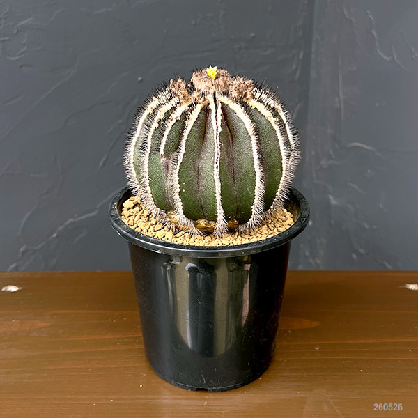 ユーベルマニア:ペクチニフェラ 4号鉢植え