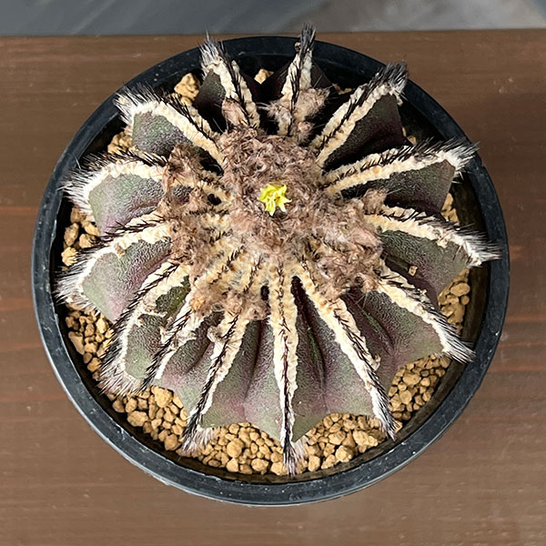 ユーベルマニア:ペクチニフェラ 4号鉢植え