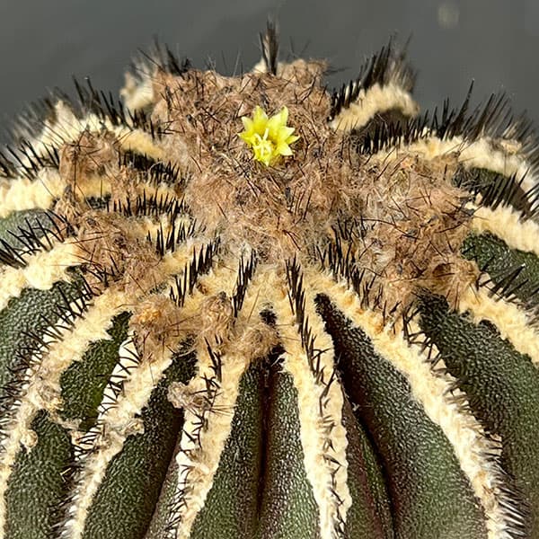 ユーベルマニア:ペクチニフェラ 4号鉢植え