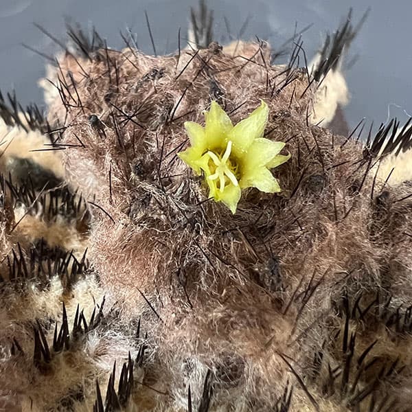 ユーベルマニア:ペクチニフェラ 4号鉢植え