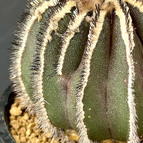 ユーベルマニア:ペクチニフェラ 4号鉢植え