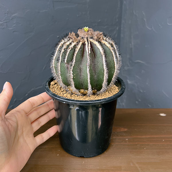 ユーベルマニア:ペクチニフェラ 4号鉢植え