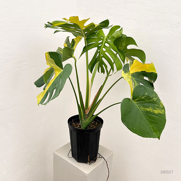 モンステラ：デリシオーサ イエローマリリン 6号鉢植え