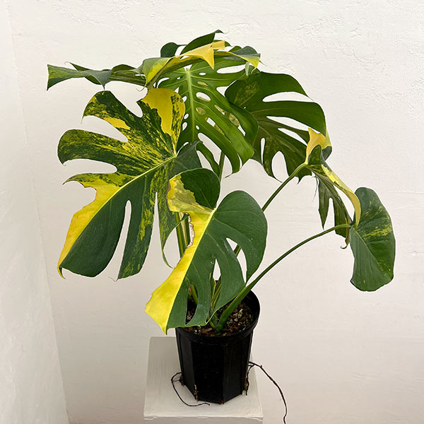 モンステラ：デリシオーサ イエローマリリン 6号鉢植え