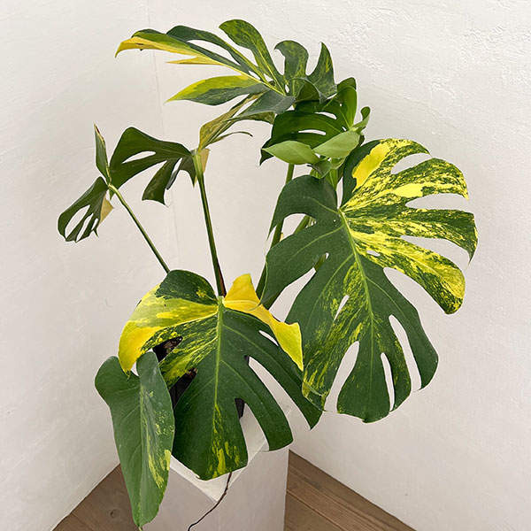 モンステラ：デリシオーサ イエローマリリン 6号鉢植え